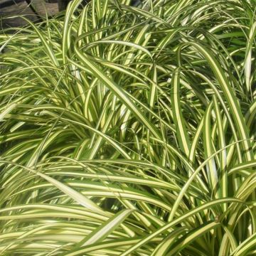 Carex morrowii subsp. foliosissima Aureovariegata - Carice variegato