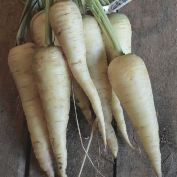 Carota bianca Blanche de Küttingen