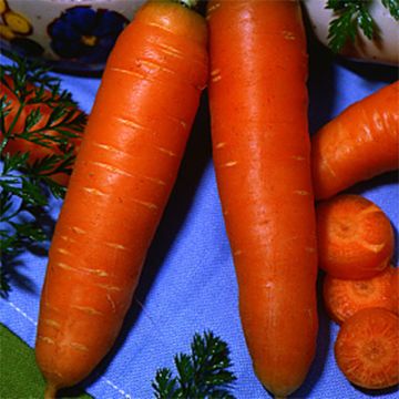 Carota Carentan