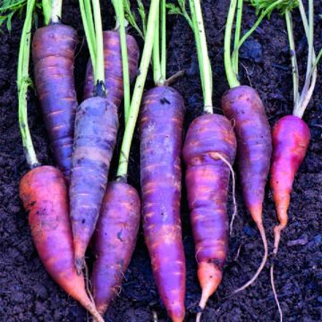 Carota Purple Haze F1