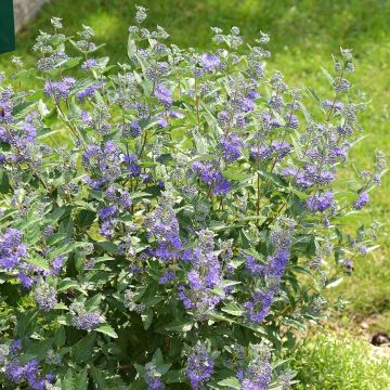 Caryopteris clandonensis Blue Balloon