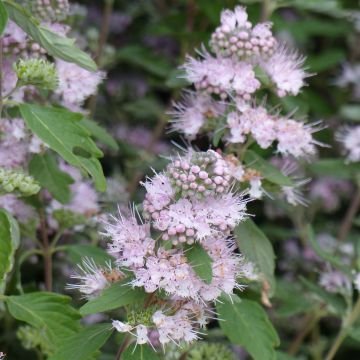 Caryopteris clandonensis Pink Perfection