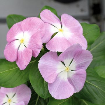 Catharanthus roseus Titan Lavender Blue Halo - Pervinca del Madagascar