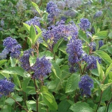 Ceanothus delilianus Henri Desfossé