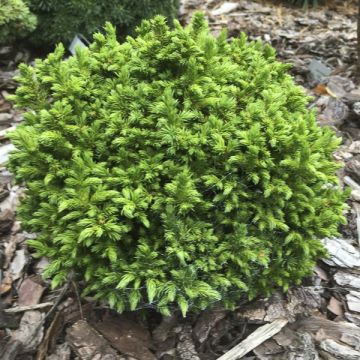 Cryptomeria japonica Green Pearl - Cedro del Giappone