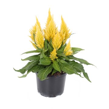 Celosia spicata Kelos Fire Yellow