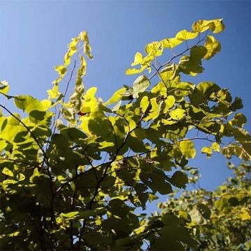 Cercis canadensis Heart of Gold - Albero di Giuda