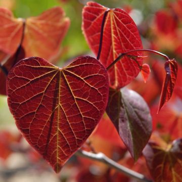 Cercis canadensis Red Force - Albero di Giuda