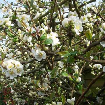 Chaenomeles speciosa Nivalis - Fior di Pesco