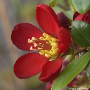 Chaenomeles speciosa Hot Fire - Fior di Pesco