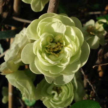 Chaenomeles speciosa Kinshiden - Fior di Pesco