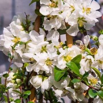 Chaenomeles superba Jet Trail - Fior di Pesco