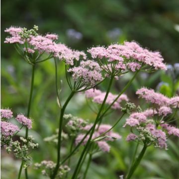 Chaerophyllum hirsutum Roseum - Cerfoglio irsuto