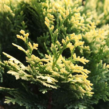 Chamaecyparis lawsoniana Pygmaea Argentea - Cipresso bianco