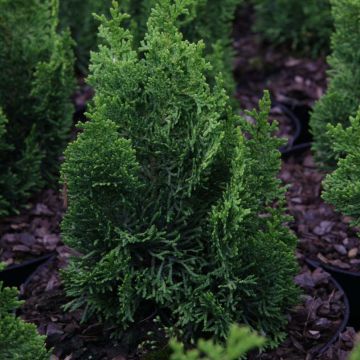 Chamaecyparis obtusa Meroki Twin - Cipresso di Hinoki