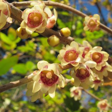 Chimonanthus praecox - Calicanto d'inverno