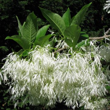 Chionanthus virginicus - Albero della neve