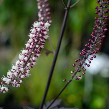 Cimicifuga simplex Carbonella - Actaea