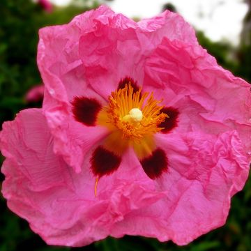 Cistus purpureus - Cisto