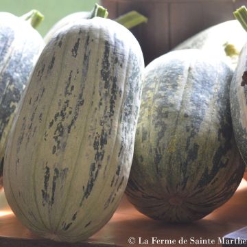 Zucchino de Touraine