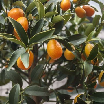 Citrus Fortunella margarita x Citrus clementina Kucle - Kucle