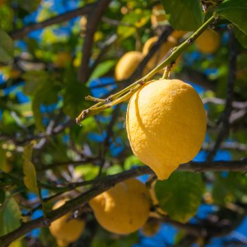 Citrus limon Femminello Siracusano - Limone