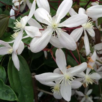 Clematis armandii Hendersonii Rubra