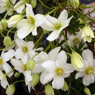 Clematis Avalanche - Clematide