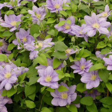 Clematis Cezanne - Clematide