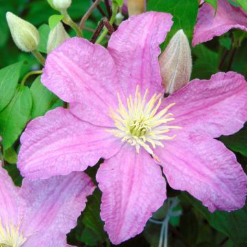 Clematis Comtesse de Bouchaud - Clematide