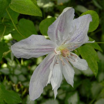 Clematis jackmanii Alba - Clematide