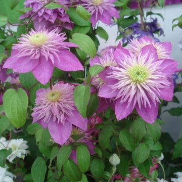 Clematis Kaiser - Clematide