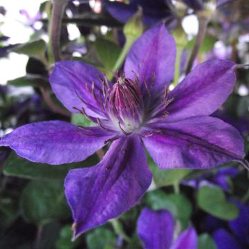 Clematis Mon Amour - Clematide