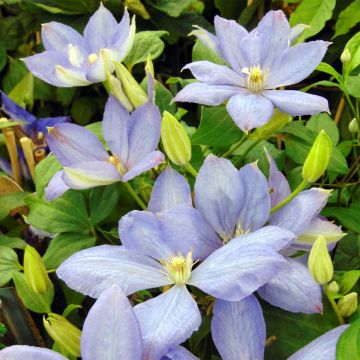 Clematis Mrs Cholmondeley - Clematide