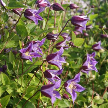 Clematis texensis Prince William - Clematide