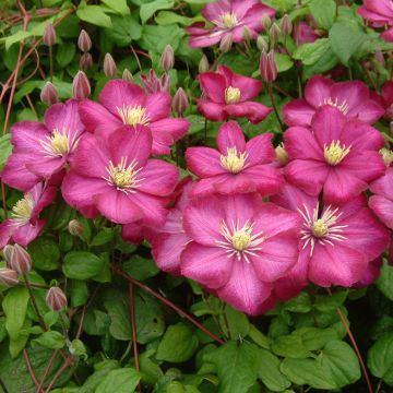 Clematis Ville de Lyon - Clematide