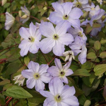 Clematis Sea Breeze - Clematide