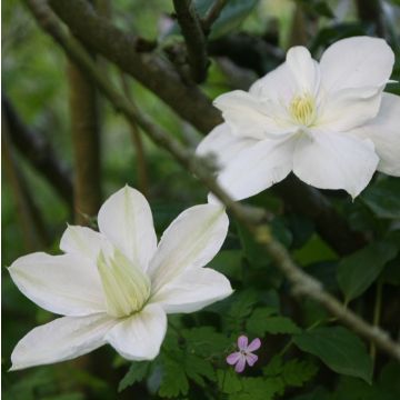 Clematis Mme Lecoultre - Clematide