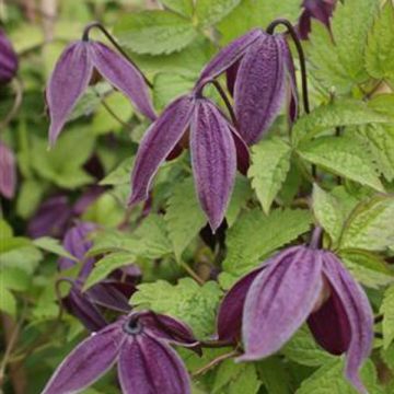 Clematis Brunette - Clematide