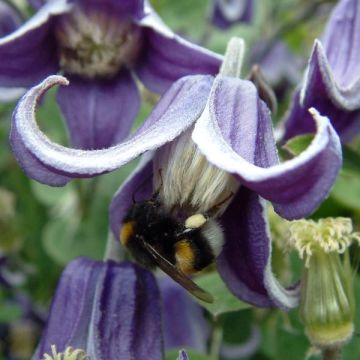 Clematis Fascination - Clematide