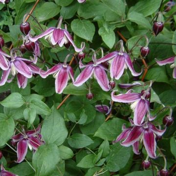 Clematis Jan Fopma - Clematide