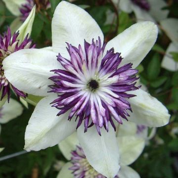 Clematis florida Sieboldii - Clematide