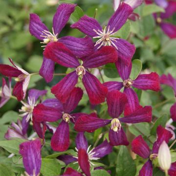 Clematis Sweet Summer Love - Clematide