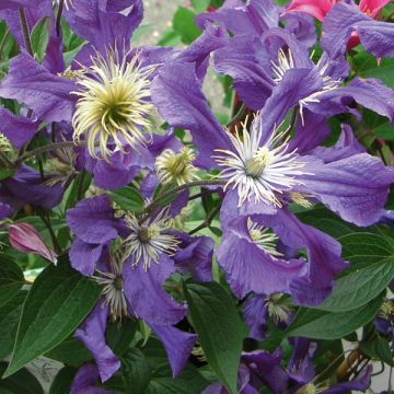 Clematis Blue pirouette - Clematide