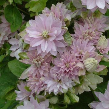 Clematis Dancing Queen - Clematide