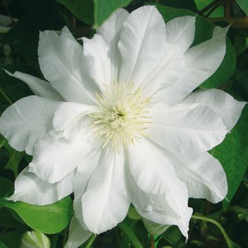 Clematis Duchess of Edinburgh - Clematide