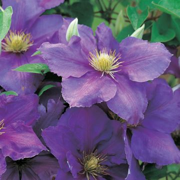 Clematis Général Sikorski - Clematide