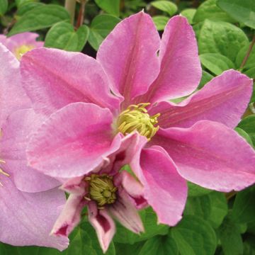 Clematis Hanagurama - Clematide