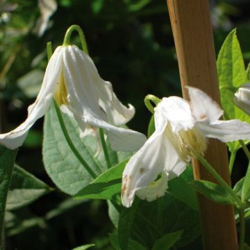 Clematis integrifolia Alba - Clematide