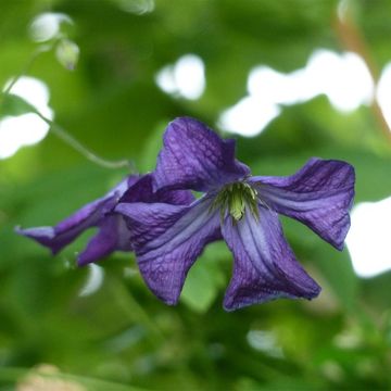 Clematis viticella - Clematide